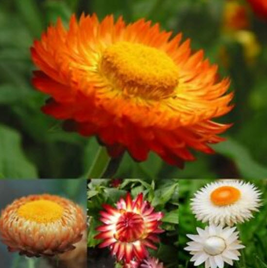 ดอกกระดาษ / บานไม่รู้โรยฝรั่ง (Straw Flower) คละ / 1,400 เม็ด (นอก)