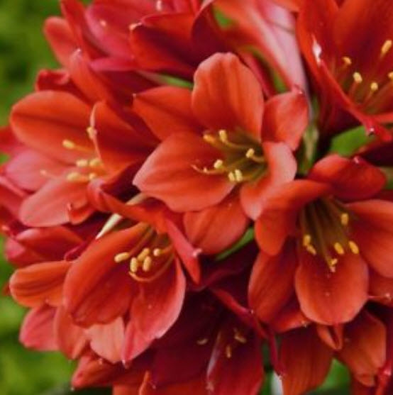 คลิเวีย (Clivia) แดง / 5 เม็ด