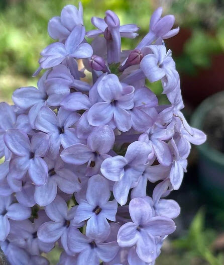 ต้นไลแลค ดอกสีม่วง กระถาง 10 นิ้ว สูง 90-120 ซ.ม. (China)