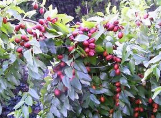 พุทราจีน (Chinese Date) / 5 เม็ด (นอก)