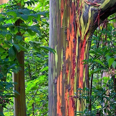 ยูคาลิปตัสแฟนซี (Rainbow Eucalyptus) / 50 เม็ด