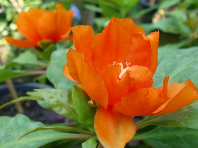 ต้นกุหลาบพุกาม กระถาง 8 นิ้ว สูง 55-70 ซ.ม.