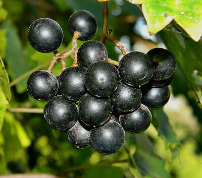 องุ่นมัสคาดีนดำ (Black Mascadine Grape) / 5 เม็ด (USA)