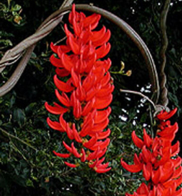 พวงโกเมน (Red Jade vine) / 5 เม็ด (Indonesia)