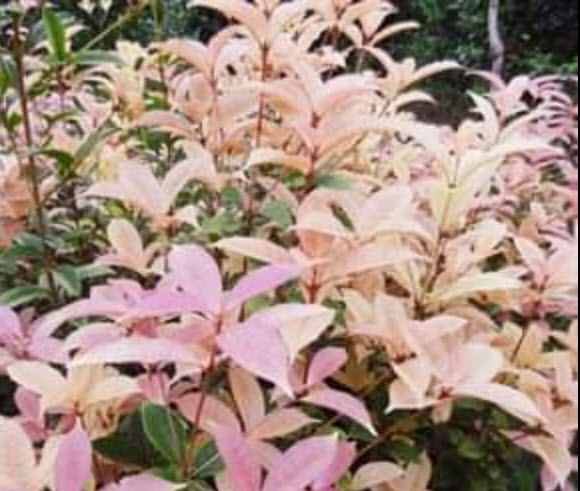 ต้น หอมหมื่นลี้ กุ้ยฮวา 七彩桂花 กระถาง 5-6 นิ้ว สูง 30-50 ซ.ม. ต้นไม้นำเข้า