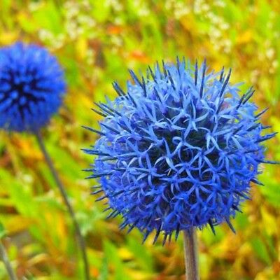 โกลบ ธิสเซิล (Globe Thistle หรือ Echinops Ritro) สีฟ้า / 100 เม็ด (China)