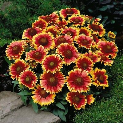 เดือนฉาย หรือ เกลลาเดียร์ (Blanketflower / Gaillardia) ดอกสองสี / 200 เม็ด (นอก)
