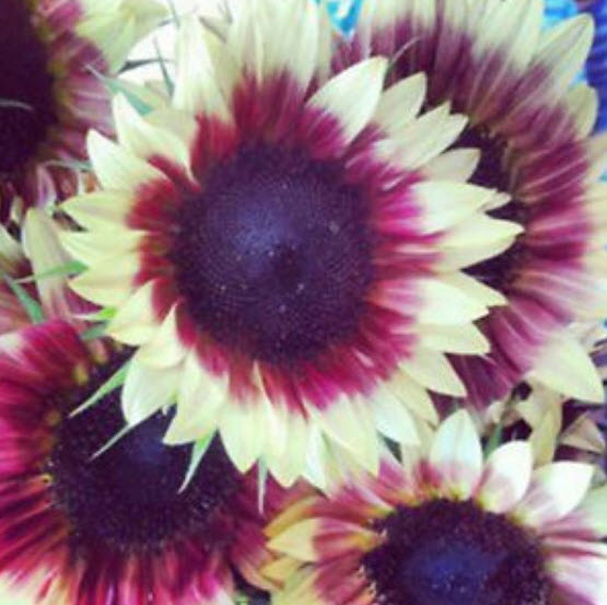 ทานตะวัน (Sunflower) คละ / 100 เม็ด