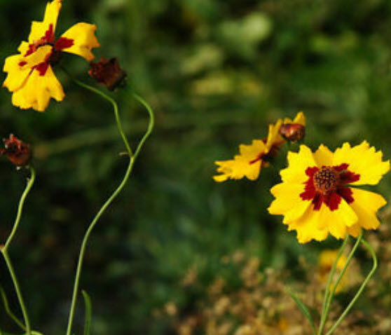 บานชื่นเลื้อย (Creeping Sanvitalia) สีเหลือง / ซอง 30 เม็ด (A226)