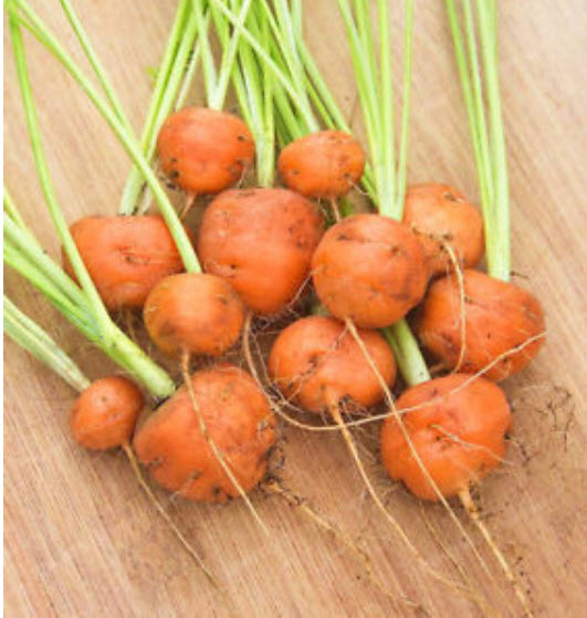 แครอท ปาริเซียน (Parisian carrot) ลูกกลมสีส้ม / 200 เม็ด