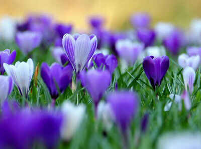 หญ้าฝรั่น (Saffron / Crocus) คละ / 50 เม็ด (Russia)