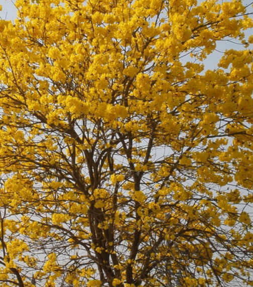 เหลืองเชียงราย (Golden Trumpet Tree) / 20 เม็ด