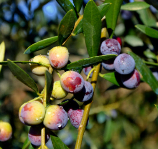 มะกอกโอลีฟ (Olive / Olea europaea) / 10 เม็ด (Spain) *