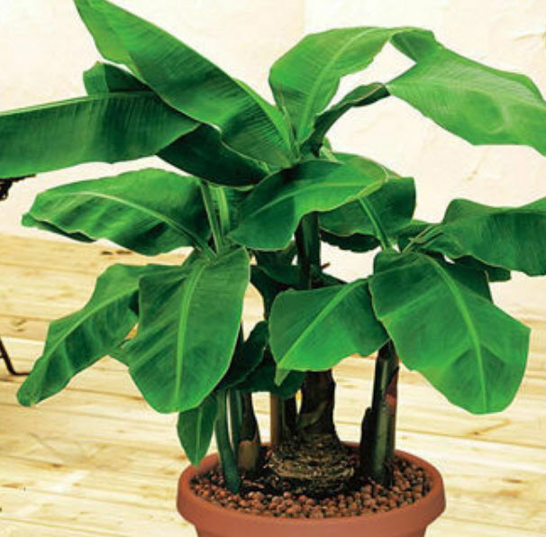 กล้วยบอนไซ (Dwarf Banana Tree) / 50 เม็ด (China)