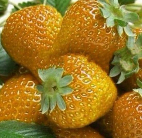 สตรอเบอรี่ สีส้ม (Orange Strawberry) / 100 เม็ด