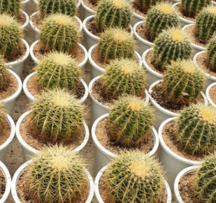 ต้นถังทอง (Echinocactus grusonii) กระถาง 2 นิ้ว / ต้น