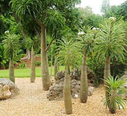 ปาล์มมาดากัสการ์ (Madagascar Palm) / 5 เม็ด (France)