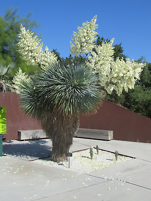 บีค ยุกค่า (Beaked Yucca) / 10 เม็ด (UK)