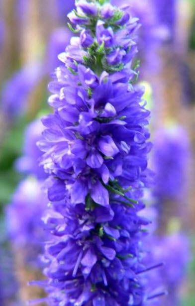 สไปค์ สปีดเวลล์ (Spike Speedwell) / 1300 เม็ด (UK)