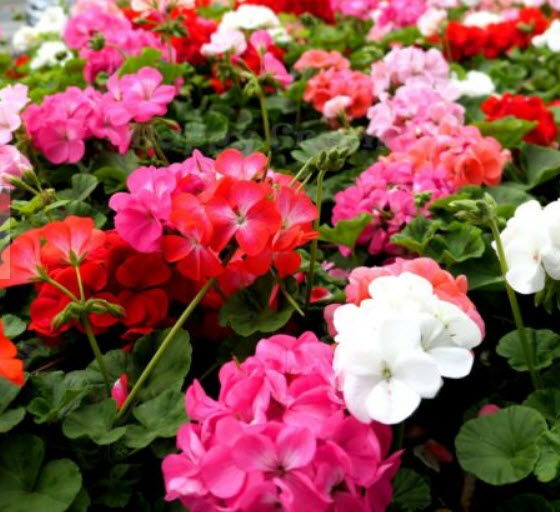 การ์เด้น เจอราเนียม เอฟทู (F2 Garden Geranium) คละ / 10 เม็ด (UK)