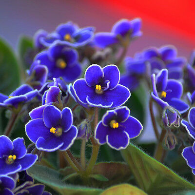 แอฟริกัน ไวโอเล็ต (African Violet) คละ / 50 เม็ด