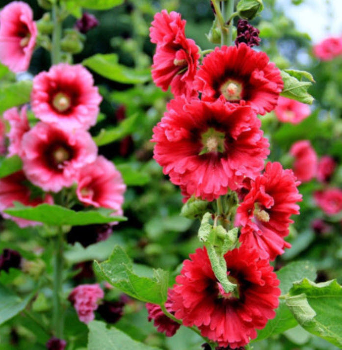 ฮอลลีฮ็อค (Hollyhock) คละสี /100 เม็ด