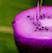 กีวี่ (Kiwi) สีม่วง / 100 เม็ด