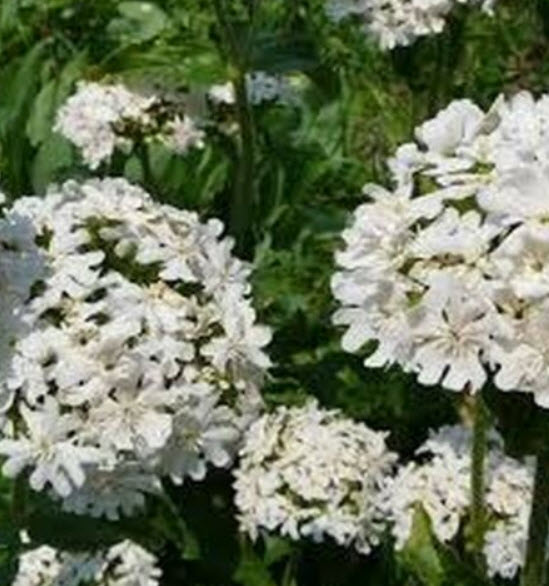 ลิชนิส (Lychnis / Viscaria - Snowstar) ขาว / 400 เม็ด (USA)