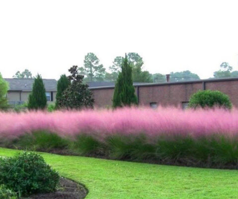 หญ้ามูลี่ สีชมพู (Pink Muhly Grass) / 50 เม็ด (France)*