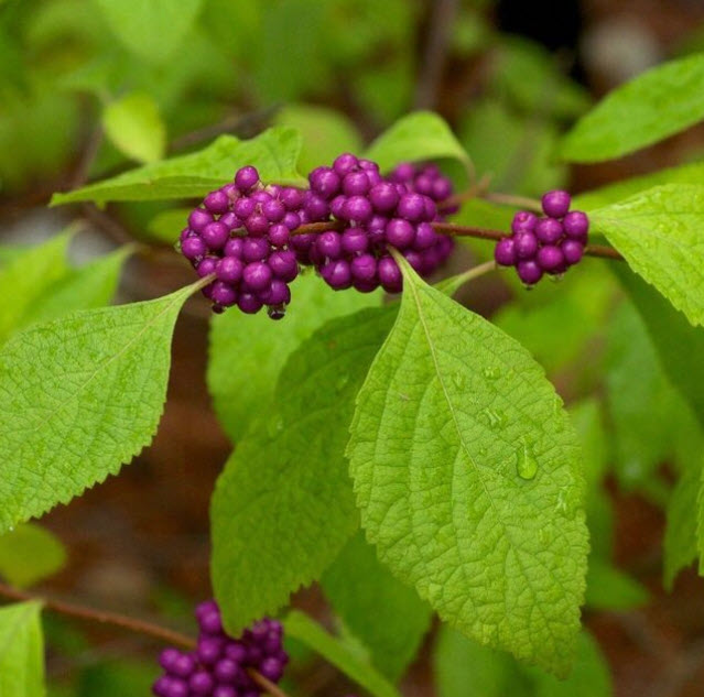 ต้น บิวตี้เบอรี่ beautyberry / ราชาไข่มุก กระถาง 10 นิ้ว