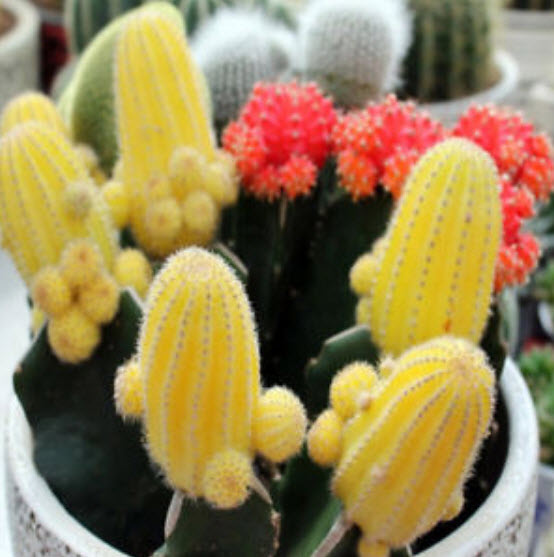 แคคตัส (Cactus) คละแบบ / ซอง 10 เม็ด (F006)