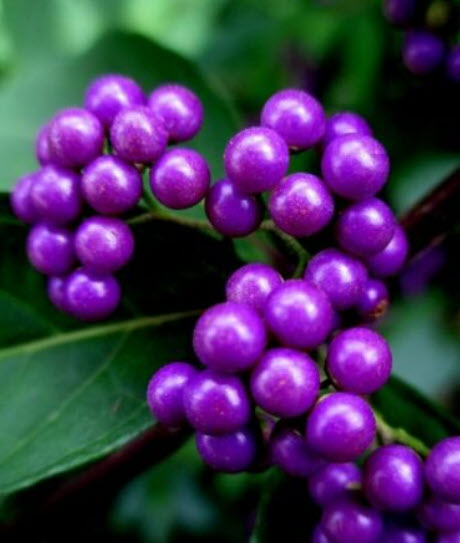 อเมริกัน บิวตี้เบอรี่ (American Beautyberry) สีม่วง / 20 เม็ด (USA)