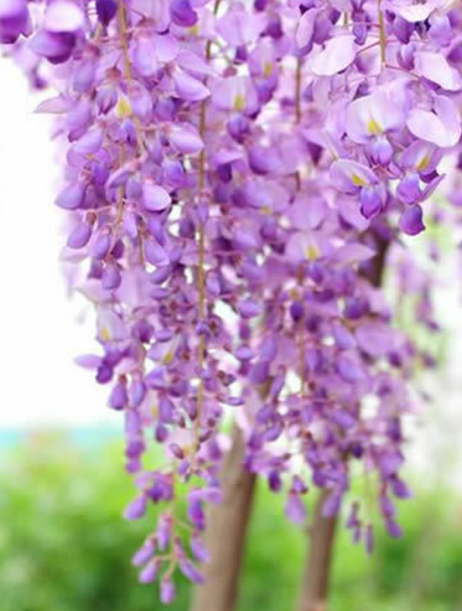 วิสทีเรีย (Wisteria) สีม่วง / 10 เม็ด (Singapore)