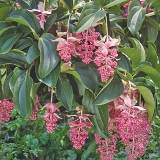 สร้อยไข่มุก (Medinilla Magnifica) สีชมพู / 100 เม็ด (China)