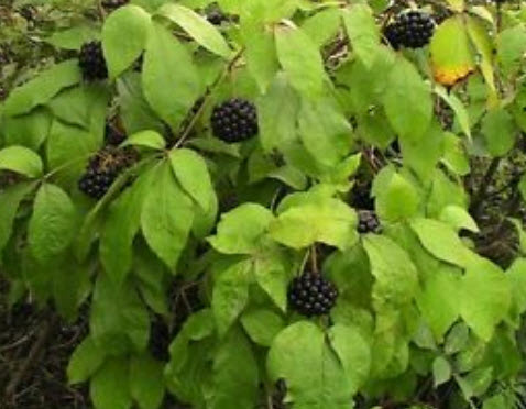 โสมไซบีเรีย (Siberian Ginseng - Acanthopanax Senticosus) / 10 เม็ด