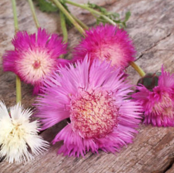 ประไหมสุหรี (Centaurea moshata imperials) / 150 เม็ด