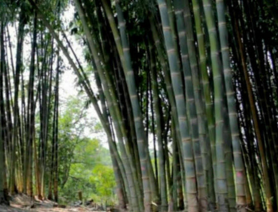 ไผ่ซาง (Male Bamboo / Dendrocalamus strictus) / 100 เม็ด (Portugal)