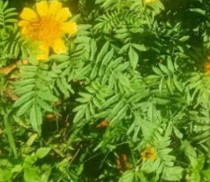 ดาวเรืองพื้นเมือง (Native Marigold) / 300 เม็ด หายากมาก