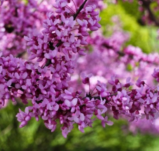 เรดบัด หรือหงษ์ฟู่ (Bauhinia / Cercis Chinensis Redbud) / 50 เม็ด (นอก)