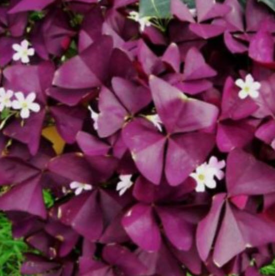 ผีเสื้อราตรี / อ็อคซาลิส (Oxalis) สีม่วง-แดง / 20 เม็ด (S074)