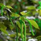 หางกระรอกแดง (Chenille plant) คละสี / 100 เม็ด