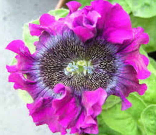 พิทูเนียดอกใหญ่ (Petunia Hybrida Superbissima) คละ / 1,500 เม็ด (Serbia)
