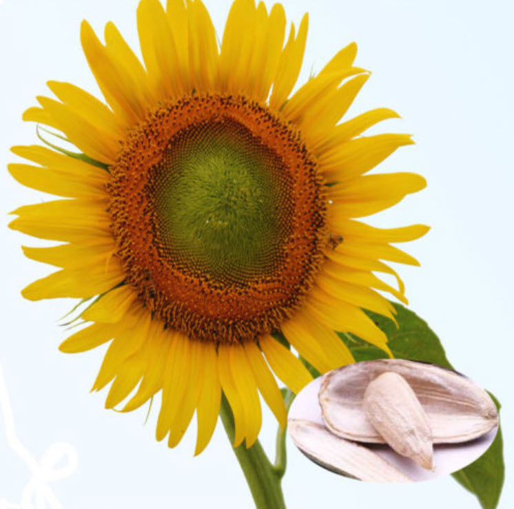 ทานตะวันกินได้ (Edible sunflower) / ซอง 20 เม็ด (A277)