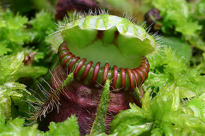 กระเป๋าจิงโจ้ (Cephalotus Follicularis) / 3 เม็ด (Israel)