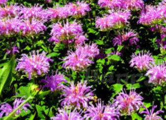 เบอกาม็อท (Herb Bergamot) / 1,300 เม็ด (UK)