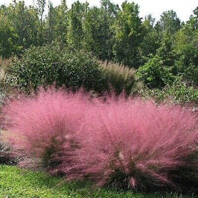 หญ้ามูลี่ชมพู (Pink Muhly grass) / 500 เม็ด (France)*
