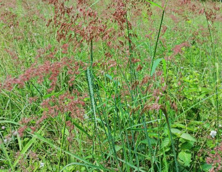 หญ้าดอกชมพู หญ้าชมพู pink grass 250 เม็ด (P2S)