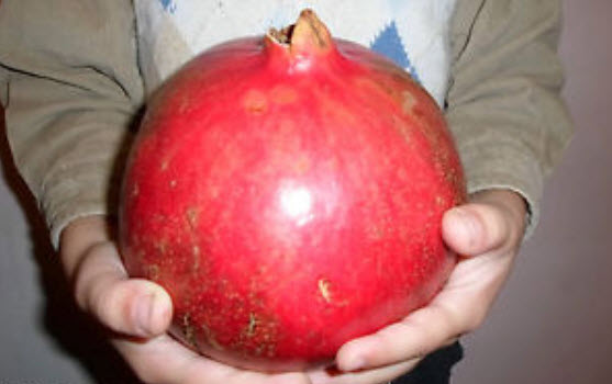 ทับทิมหวานลูกใหญ่ (Giant Sweet Pomegranate) / 10 เม็ด (Israel)
