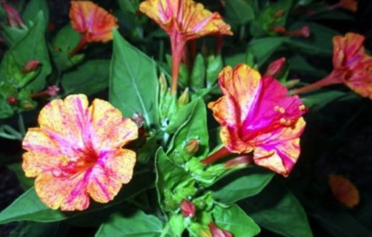 บานเย็น คละสี / 18 เม็ด (Ukraine)