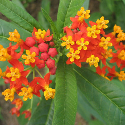 มิลค์หวีด (Milkweed) สีส้ม-เหลือง / 100 เม็ด